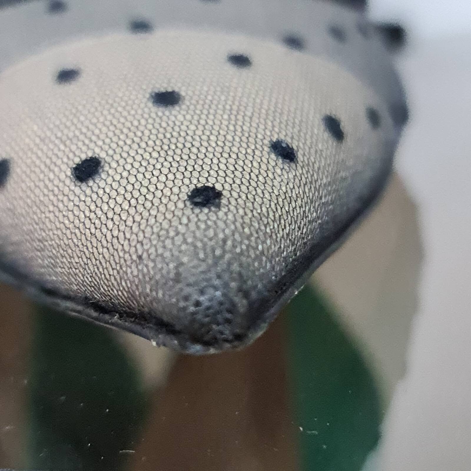 Christian Dior Black Mesh Suede D Polka Dot Pumps sz.38